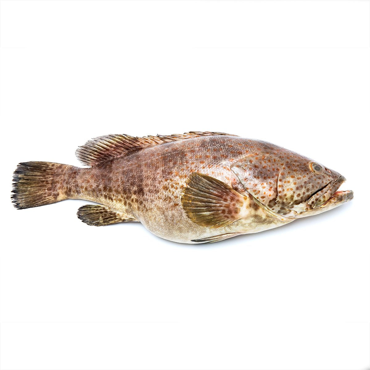 Fish order top