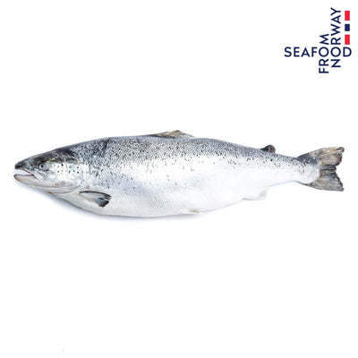 ปลาแซลมอน ปลาแซลมอนนอร์เวย์ Norwegian Salmon