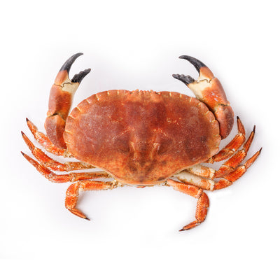 Frozen  Scottish Brown Crab 400-600 g