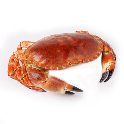 Scottish Brown Crab 400-600 g