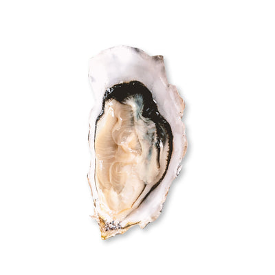 Live Celine Fine Oysters #4, 24 pcs/box (Pre-Order 7 Days)