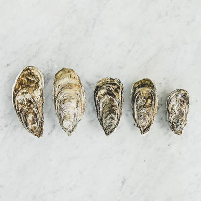 Live Celine Fine Oysters #4, 24 pcs/box (Pre-Order 7 Days)