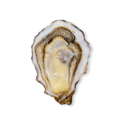 Live Ostra Regal Gold Selection Oysters #3, 12 pcs/box  (Pre-Order 7 Days)