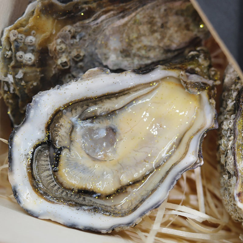 Live Ostra Regal Gold Selection Oysters 