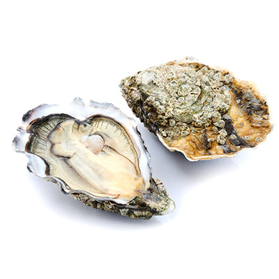 Live Akasaki Iwate Oysters (Pre-Order 5 Days)