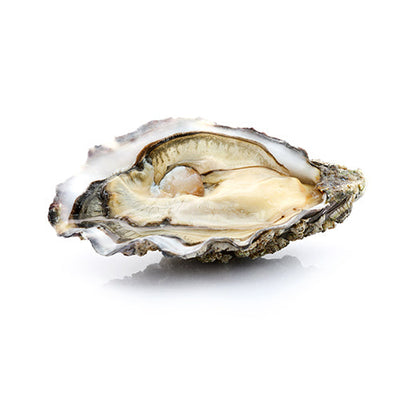 Live Ostra Regal Oysters #2, 12 pcs/box (Pre-Order 7 Days)