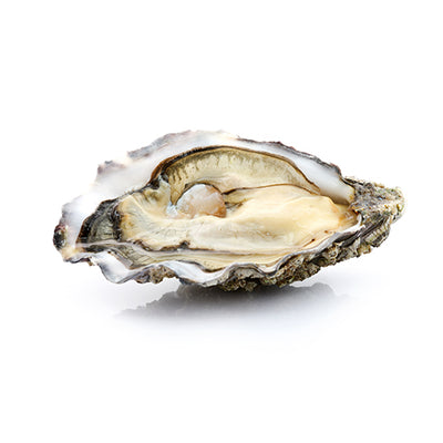 Live Ostra Regal Oysters #3, 12 pcs/box (Pre-Order 7 Days)
