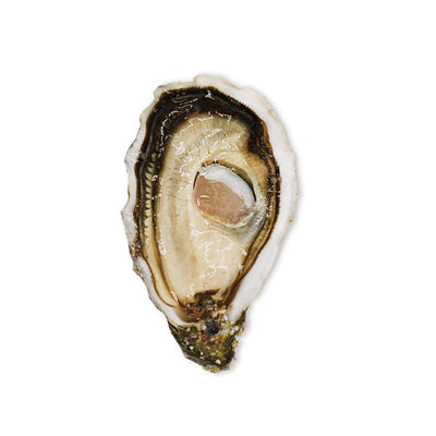 Live Sentinelle Oysters #2, 24 pcs/box  (Pre-Order 7 Days)