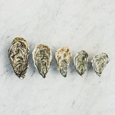 Live Sentinelle Oysters #2, 24 pcs/box  (Pre-Order 7 Days)