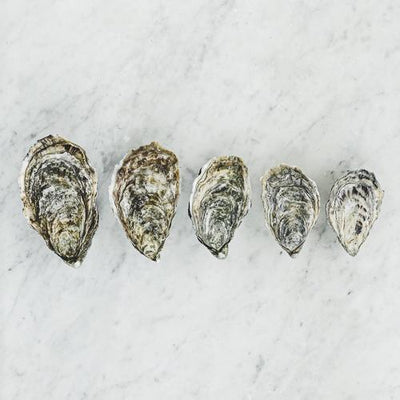 Live Ostra Regal Oysters #3, 12 pcs/box (Pre-Order 7 Days)