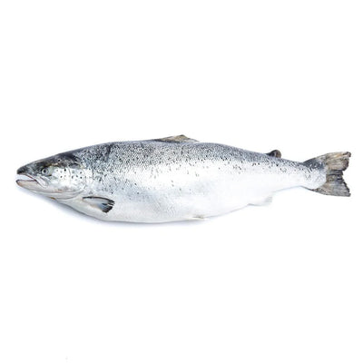 Fresh Atlantic Salmon 4-5 kg/fish