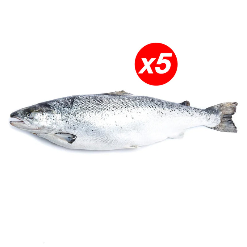 Fresh Atlantic Salmon 4-5 kg per fish x 5 fishes