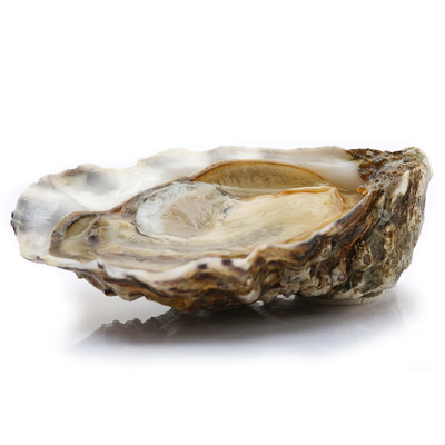 Tsarskaya Oyster  (Pre-Order 1 Day)