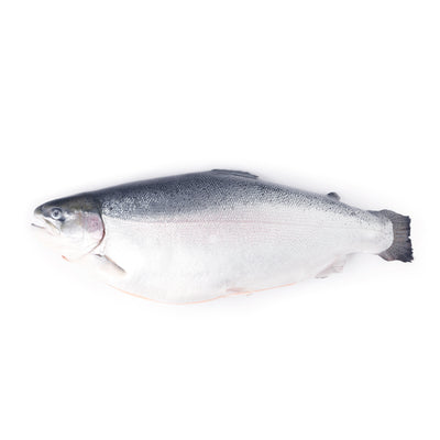 SALMON & TROUT