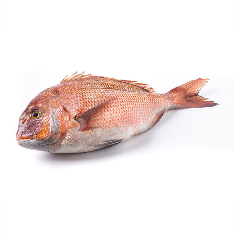 Fresh Red Sea Bream (Madai) (Pre-Order 7 Days)