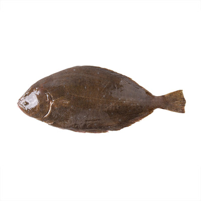 Fresh Hirame 1.5-2 kg/fish (Pre-Order 5 Days)