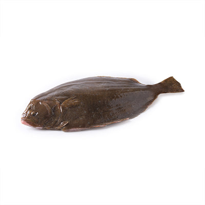 ปลาฮิราเมะสด 1.5-2 กิโล/ตัว (ทั้งตัว) (สั่งจองล่วงหน้า 5 วัน)