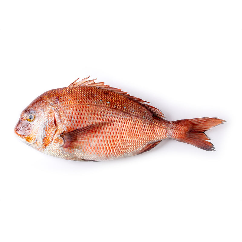 Fresh Red Sea Bream (Madai) (Pre-Order 7 Days)