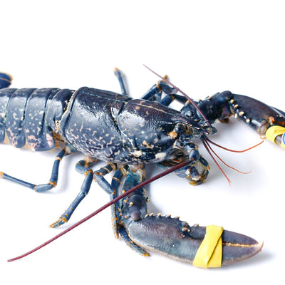 Live BRITTANY Blue Lobster 400-600g/piece