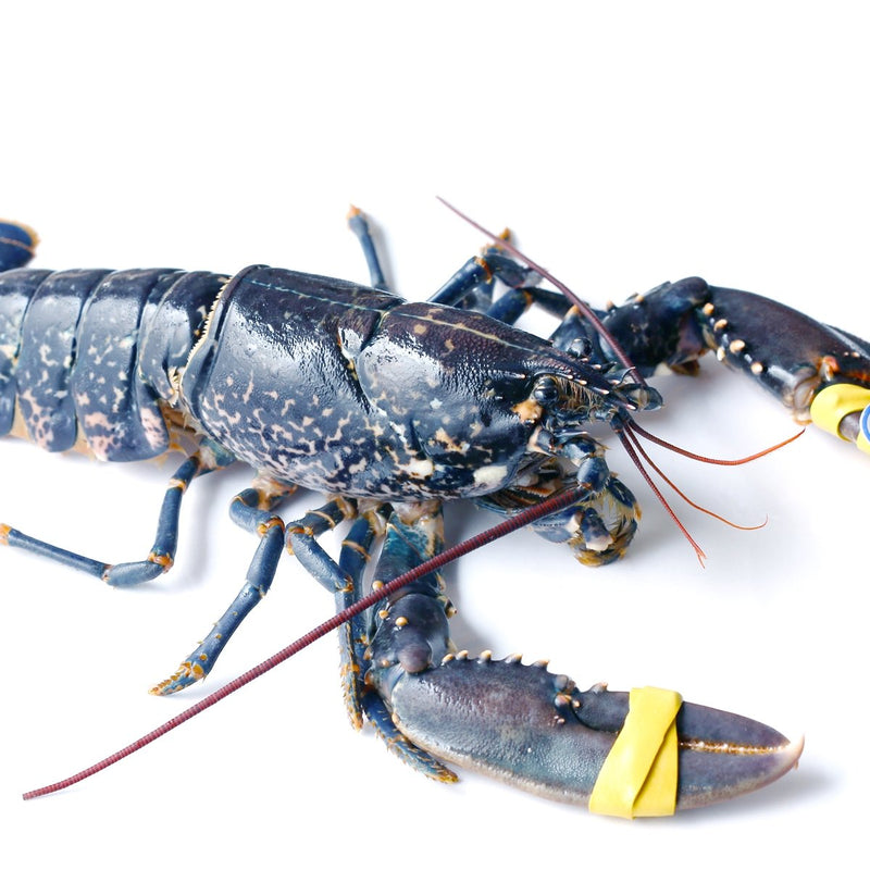 Live BRITTANY Blue Lobster 400-600g/piece