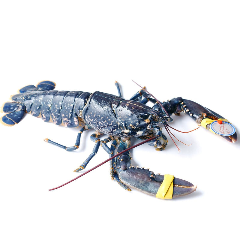 Live BRITTANY Blue Lobster 400-600g/piece