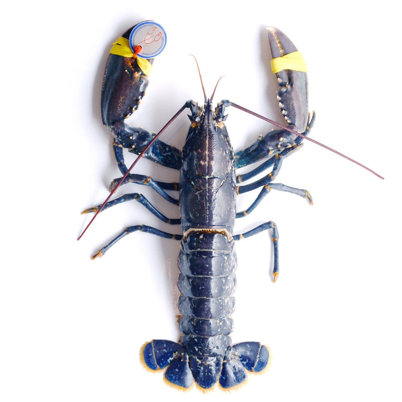 Live BRITTANY Blue Lobster 400-600g/piece