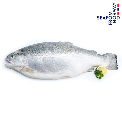 Fresh Norwegian Fjord Trout 4-5 kg/fish