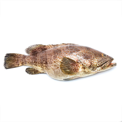 Fresh Andaman Grouper 500-700 g/fish (PRE - ORDER 2 DAYS)