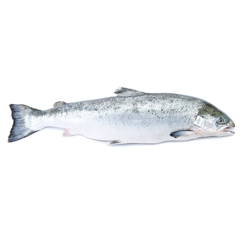 ปลาแซลมอนออร์แกนิค Fresh Organic Salmon 