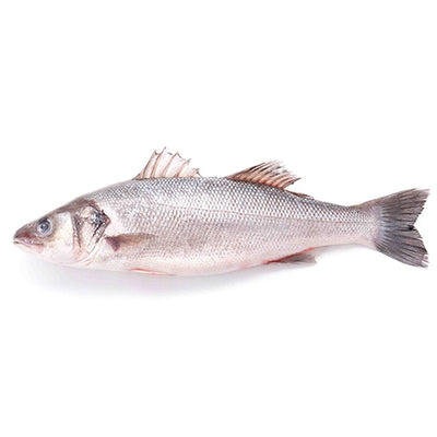 Fresh Wild Seabass (Pre-Order 7 Days)