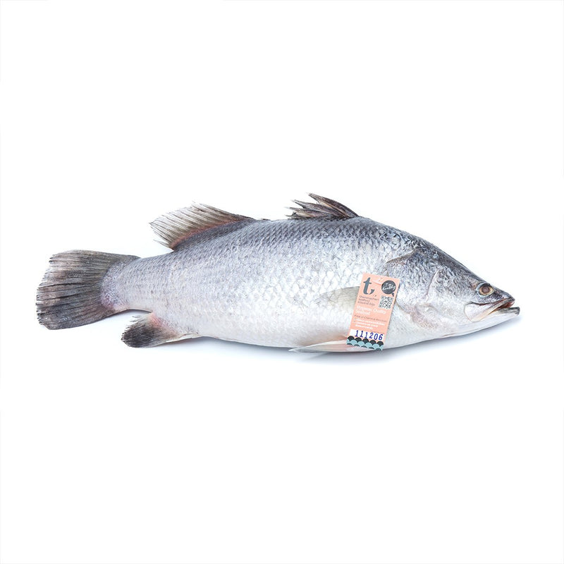 ปลากะพงขาวสด 2 ตัว (500-700 กรัม/ตัว) (สั่งจองล่วงหน้า 1 วัน)