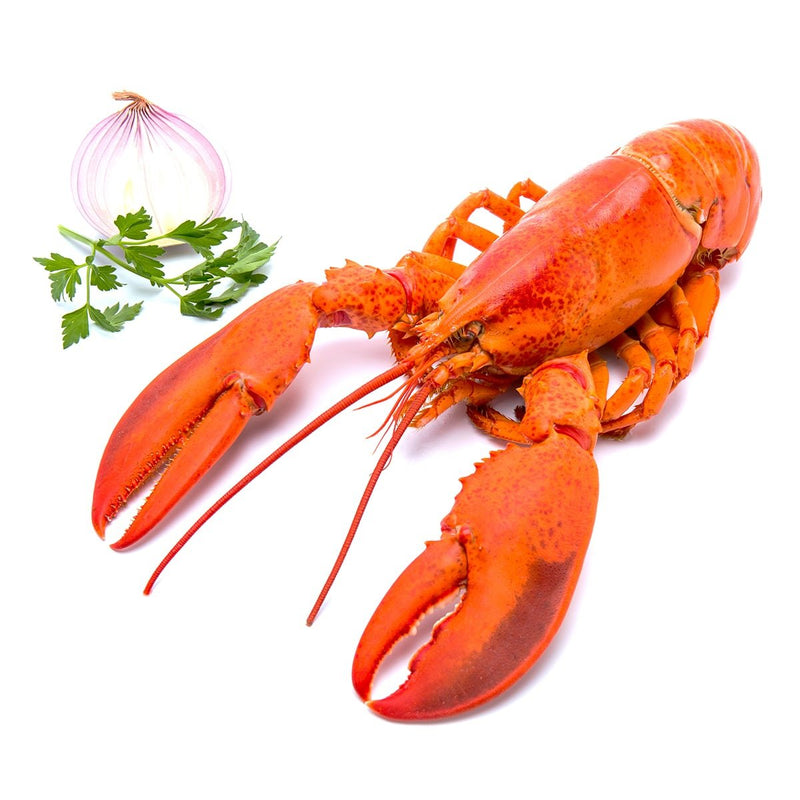 Frozen Cooked American Lobster 400-500g/piece