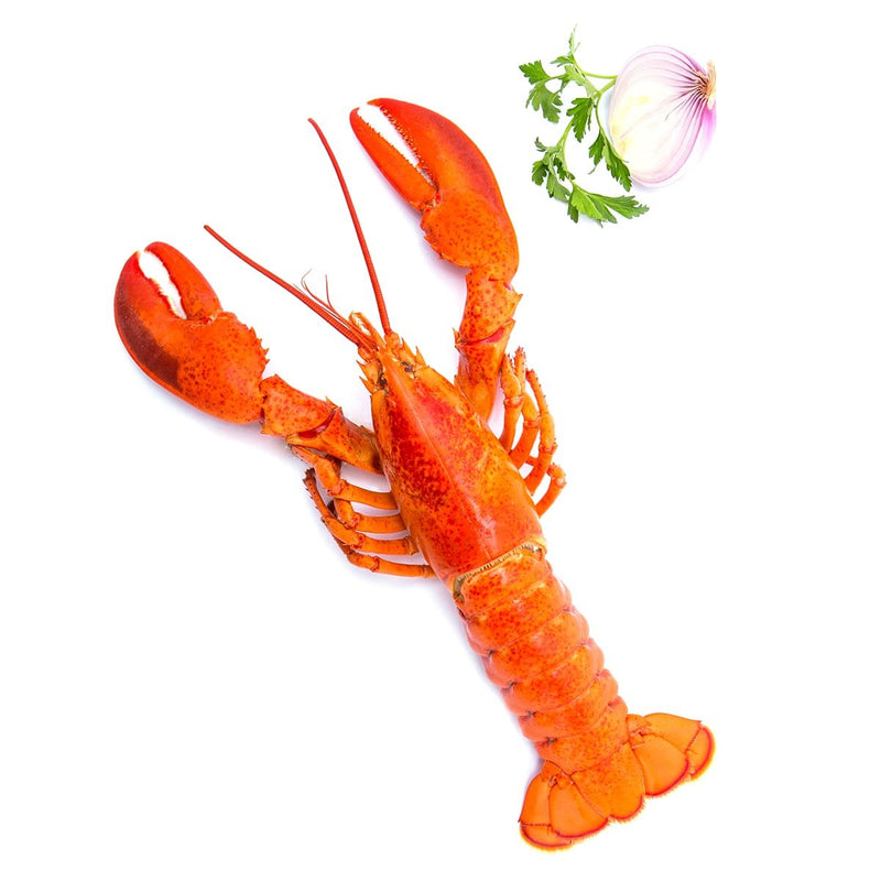 Frozen Cooked American Lobster 400-500g/piece