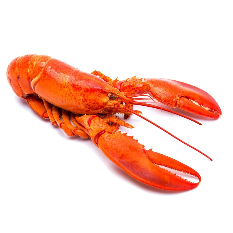 Frozen Cooked American Lobster 400-500g/piece