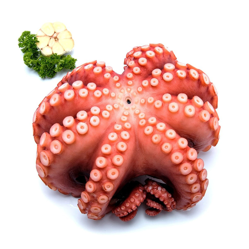 Octopus (Tako) 1-2kg/pc