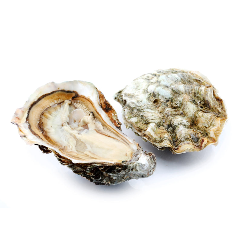 Live Gallagher Oysters  (Pre-Order 1 Day)