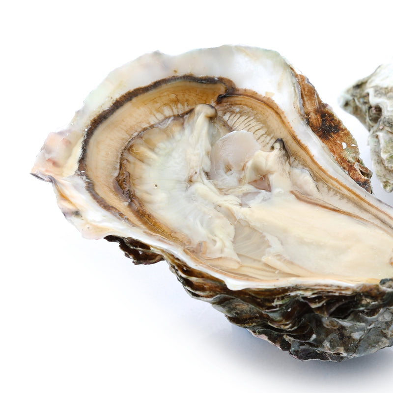 Live Gallagher Oysters  (Pre-Order 1 Day)