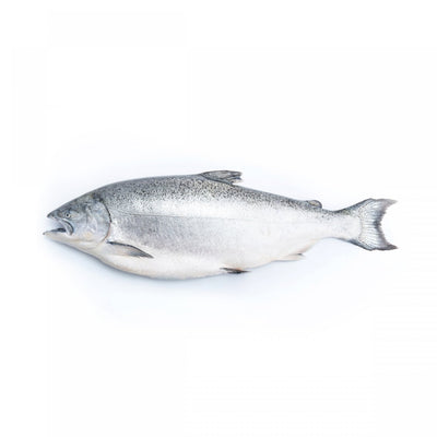 New Zealand King Salmon 4-5 kg/fish  (Pre-Oder 14 Days)