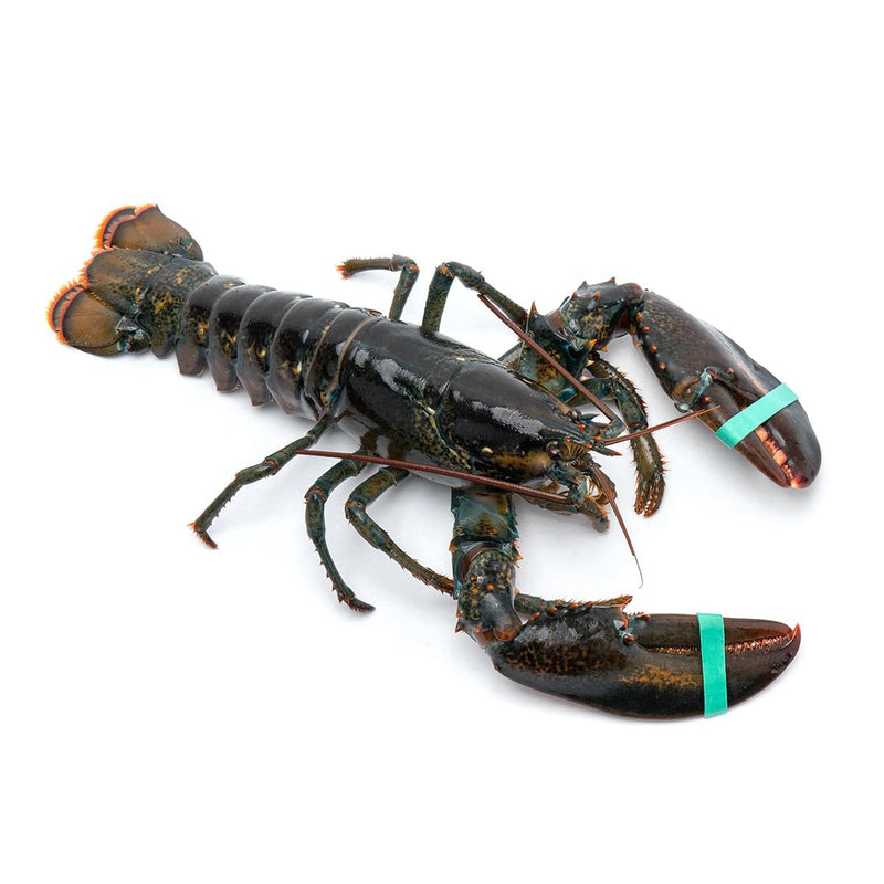 Live Lobster 400-500g/piece