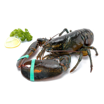 Live Lobster 400-500g/piece