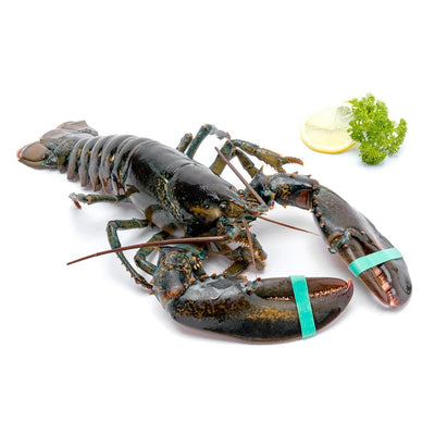 Live Lobster 400-500g/piece