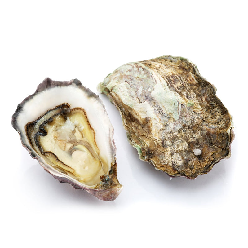 Live Sydney Rock Oysters  (Pre-Order 1 Day)