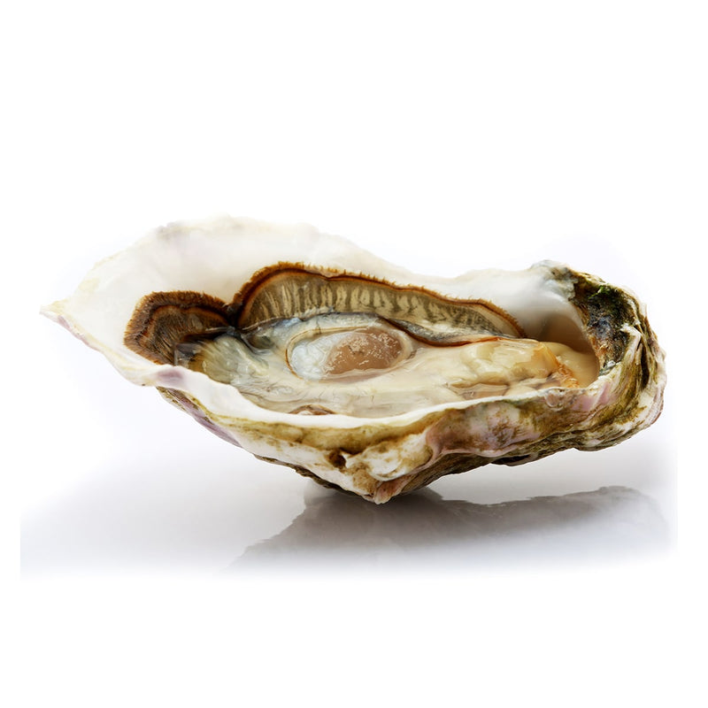 Live Sydney Rock Oysters  (Pre-Order 1 Day)