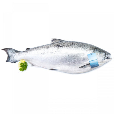 Fresh New Zealand  Ora King Salmon 4-5 kg/fish  (Pre-Oder 14 Days)