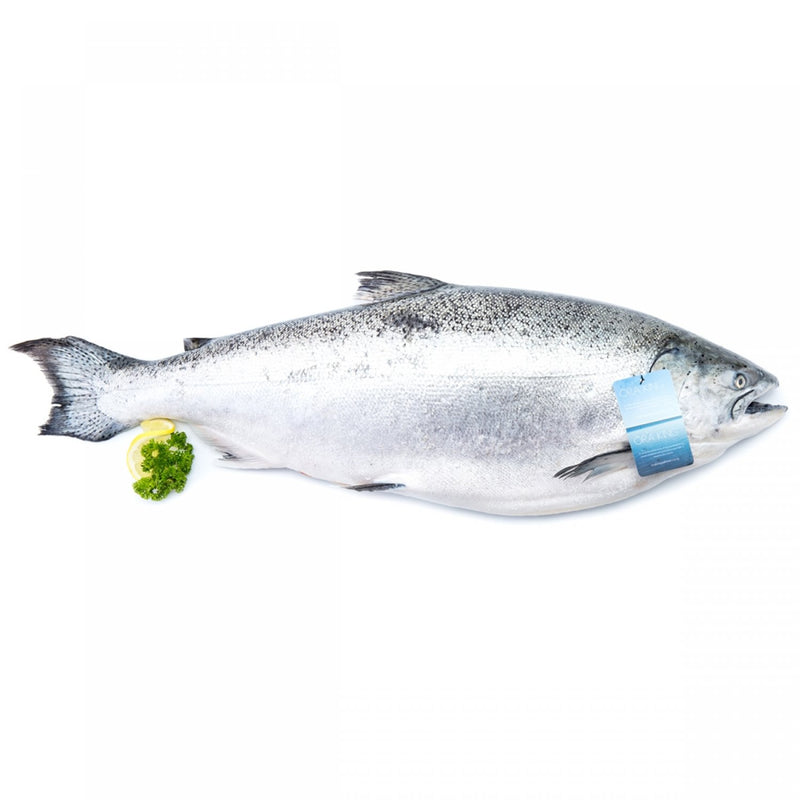 ปลาออราคิงแซลมอนนิวซีแลนด์สด  Fresh New Zealand Ora King Salmon